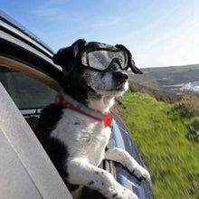 Load image into Gallery viewer, Doggo Sunglasses - Blingdropz

