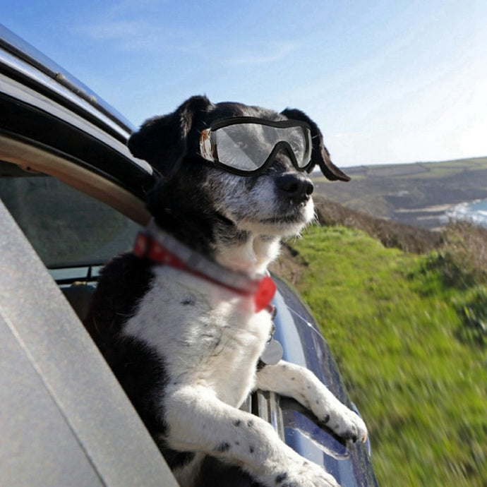 Doggo Sunglasses - Blingdropz